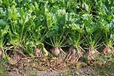 Sugar beet seeds for sale  Deltona