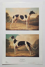 Two greyhounds benjamin for sale  STOURPORT-ON-SEVERN
