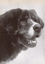 Dog tibetan mastiff for sale  Lake Villa
