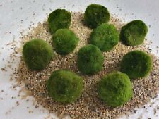 aquarium kugel gebraucht kaufen aquarium kugel gebraucht kaufen Neukirchen/Erzgeb.