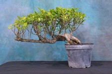 bonsai for sale bonsai for sale North Fort Myers