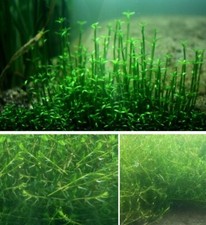 Nadelkraut schwimmpflanzen den gebraucht kaufen  Kaiserslautern