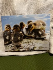 Canvas mounted print for sale  Nashua
