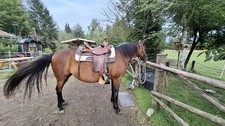 westernsattel breite kammer gebraucht kaufen westernsattel breite kammer gebraucht kaufen Berg