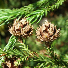 Cryptomeria japonica tree for sale  Oakland Gardens