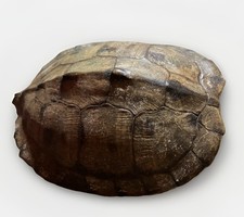 Turtle shell inches for sale  Shawnee