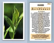 Katydid disappearing rain for sale  SLEAFORD