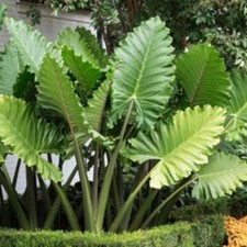 Portora elephant ear for sale  Mobile