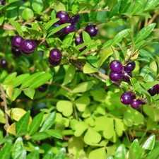 Lonicera pileata 9cm for sale  UK
