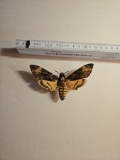 Acherontia atropos totenkopfsc gebraucht kaufen  Halle