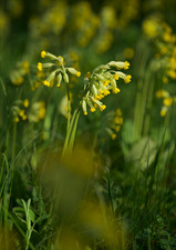 Primula veris cowslip for sale  BECCLES