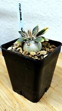 Pachypodium namaquanum 2cm d'occasion  Blagnac