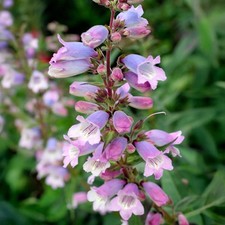 Penstemon stapleford gem for sale  UK
