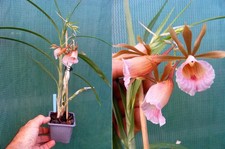 plante d interieure d'occasion plante d interieure d'occasion  Fumel