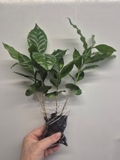 Large coffee arabica for sale  LONDON