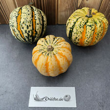 Eichelkürbis acorn squash gebraucht kaufen  Bayreuth
