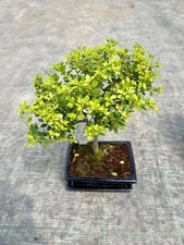Bonsai ilex usato  Terlizzi