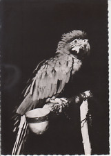 Cacatoès kakadu carte d'occasion  Saint-Malo