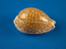 Cypraea gaskoini super for sale  Kapolei