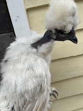 Silkie hatching eggs for sale  Windsor Heights