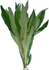 Bund hygrophila corymbosa gebraucht kaufen  Nünchritz