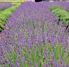 Phenomenal lavender live for sale  Gastonia