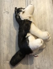Siberian husky dog for sale  Carney