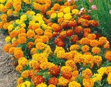 Sementes de calêndula francesa Sparky Mix | Flores duplas bicolor FRETE GRÁTIS comprar usado  Enviando para Brazil
