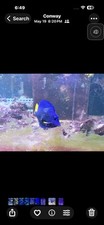 Salt water fish for sale  Conway
