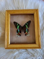 Cadre papillon taxidermie d'occasion  Plonéour-Lanvern