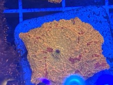 Wysiwyg live coral for sale  Washington