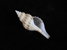 Sea Shell Granulifusus obesus 51,6mm ID#9402, usado comprar usado Sea Shell Granulifusus obesus 51,6mm ID#9402, usado comprar usado  Enviando para Brazil