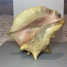 Large conch shell for sale  LONDON