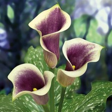 Picasso zantedeschia arum for sale  LONDON