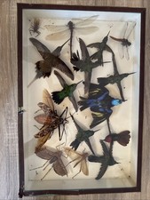 Coffret taxidermie oiseaux d'occasion  Nancy-