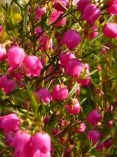 Plug plant .boronia for sale  UCKFIELD