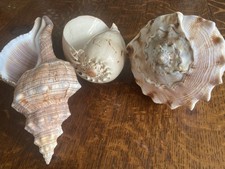 Vintage conch sea for sale  STEVENAGE