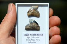 Pair rare javan for sale  UK