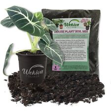 Alocasia black velvet for sale  USA