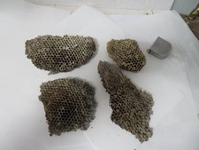 Real wasp nest for sale  Mason City