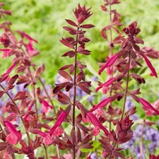 Salvia love wishes for sale  UK