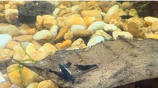 Blue cherry shrimp for sale  Saint Augustine
