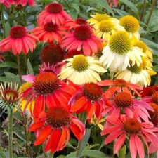 Echinacea cheyenne spirit for sale  STOCKPORT