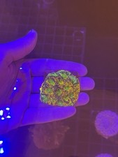 Ultra acan echinata for sale  MELTON MOWBRAY