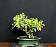 Bonsai taubenbeere duranta gebraucht kaufen  Bielefeld