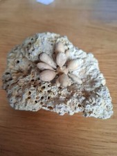Seeigel matrix fossilien gebraucht kaufen  Xanten