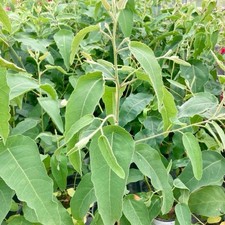 Lemon scented gum for sale  Mcallen