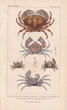 1834 crabs print for sale  BIDEFORD