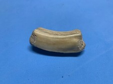 Dente fossile cinghiale usato  Castel Maggiore