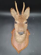 Taxidermie tête chevreuil d'occasion  Saint-Etienne